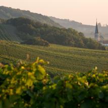 Blick in die Weinbaulandschaft bei Gumpoldskirchen