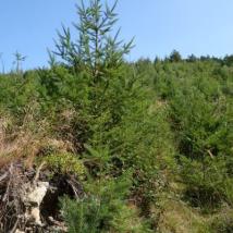 Versuchsfläche im Wald