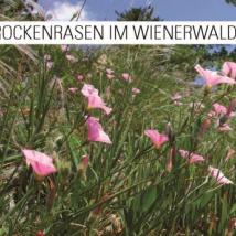 Cover Trockenrasen im Wienerwald