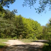 „Regeneration und Anregung im Wald“, ein Führungsangebot für Erwachsene.