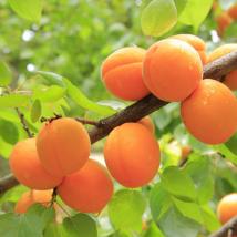 Machen Sie mit beim Obstbaumschnittkurs zum Thema "Sommerschnitt bei Steinobst und Verjüngung alter Obstbäume".