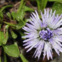 Herzblatt Kugelblume (Globularia cardifolia)