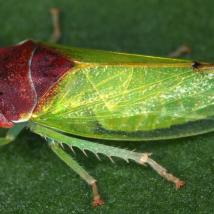 Ulmen-Lederzikade (Iassus scutellaris)