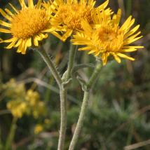 Christusaugen-Alant (Inula oculus-christi)