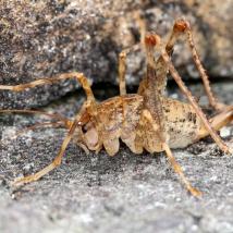 Kollars Höhlenschrecke (Troglophilus cavicola)