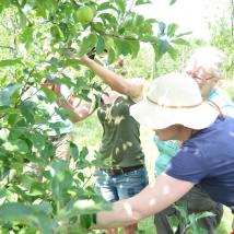 TeilnehmerInnen des Obstbaumschnittkurs beim fachgerechten Schneiden