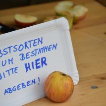 Obstsortenbestimmung am Obstbaumtag des Biosphärenpark Wienerwald