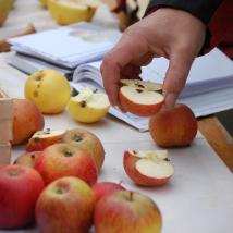 Obstbaumsortenbestimmung am Obstbaumtag