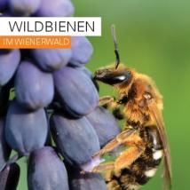 Wildbienen-Folder