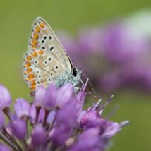 Gemeindeberichte über naturschutzfachliche Besonderheiten