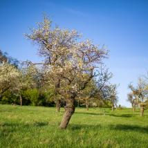 Obstbaumaktion 2019 in NÖ gestartet