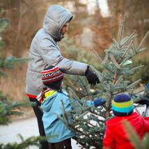 Tipps zum nachhaltigen Christbaumkauf!