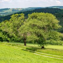 Obstbaumstreuwiese