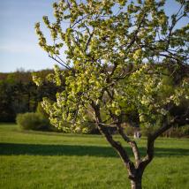 Obstbaum