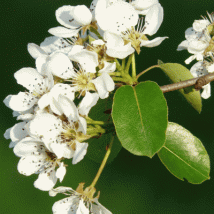 Birnenblüte