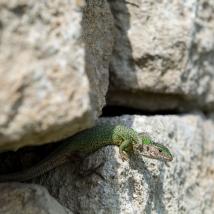 Smaragdeidechse in einer Steinmauer