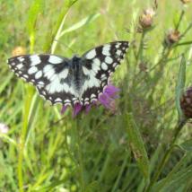 Schachbrett (Schmetterling) auf Flockenblume