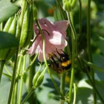 Biene auf einer rosa Blüte.