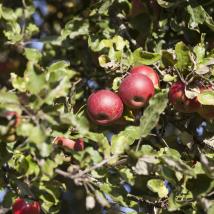 roter Apfel am Baum