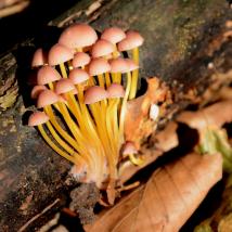 Totes Holz und neues Leben