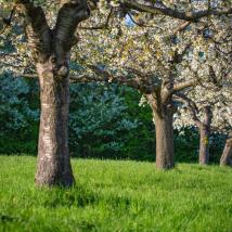 blühende Obstbäume auf einer Wiese