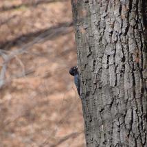 Schwarzspecht am Baum