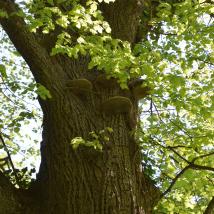 großer Baum mit Blättern und Baumschwamm