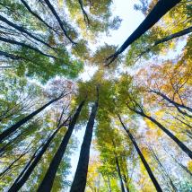 Biosphärenpark Wienerwald Management unterstützt die Österreichische Baumkonvention