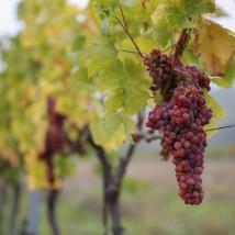 rote Trauben auf Weinstock