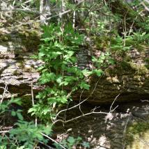 Baumstamm im Wald