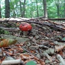 Pilze auf Waldboden