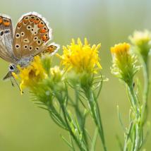 Falter auf gelber Blume