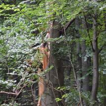 abgebrochener Baumstamm im Laubwald