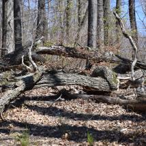 Baumstämme im Wald