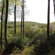 Blick aus dem Wald