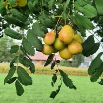 Speierlingfrüchte am Baum