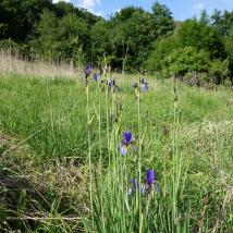Iris Sibirca