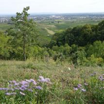 Blick vom Tieftal über Gumpoldskirchen