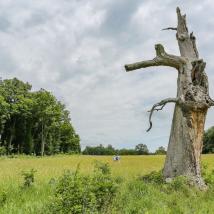 abgestorbener Baum auf Wiese mit Wald im Hintergrund