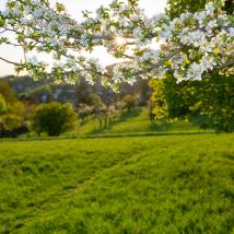 Ast mit Blüten und Streuobstwiese mit Häusern im Hintergrund