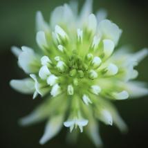 Blume