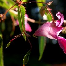 Blumen