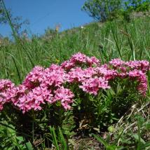 Blumen