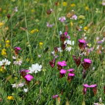 Blumenwiese