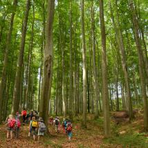Wald