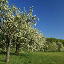 Streuobstwiese