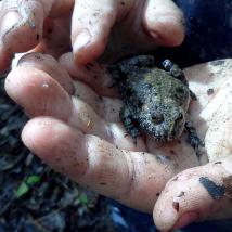Frosch in einer Hand