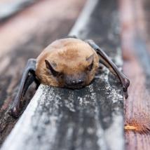 Fledermaus