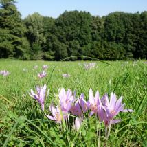 Herbstzeitlose auf einer Wiese mit Wald im Hintergrund