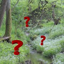Wald mit Fragezeichen
